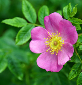 Herbology-Advanced_Wild Rose_1