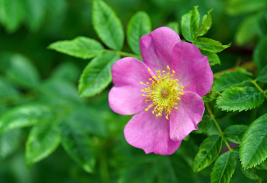Herbology-Advanced_Wild Rose_1