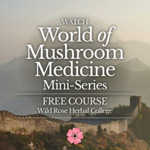 World of Mushroom Medicine Mini-Series