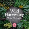 Wild Harvesting - July 2022 - StyleA - 2