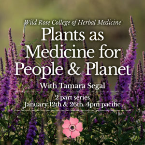 Plants-as-Medicine-for-People-Planet-Square-1