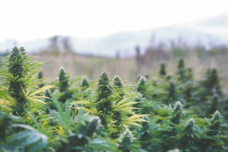 Cannabis-Cultivation-1-web