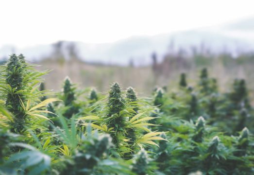 Cannabis-Cultivation-1-web