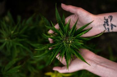 Cannabis-Course Bundle-6-web