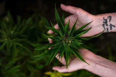 Cannabis-Course Bundle-6-web