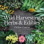 Wild-Harvesting-Herbs-Edibles