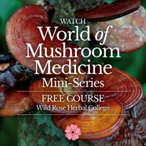 World of Mushroom Medicine Mini-Series