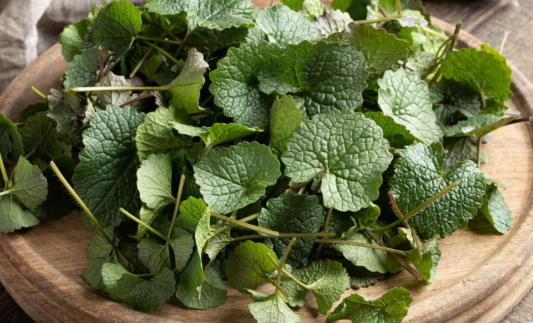 Spring Foraging: 6 Easy-to-Find Wild Edibles for Beginners